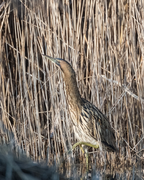 Zenfolio Steve Liptrot Photography Winter S On Its Way