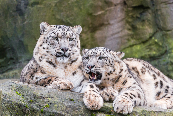 Snow leopards (Panthera uncia)