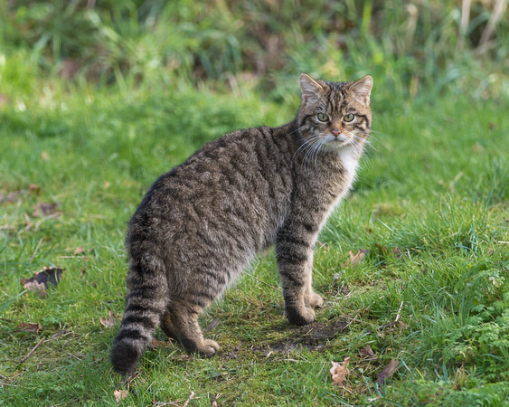 Scottish wildcat (Felis silvestris silvestris)