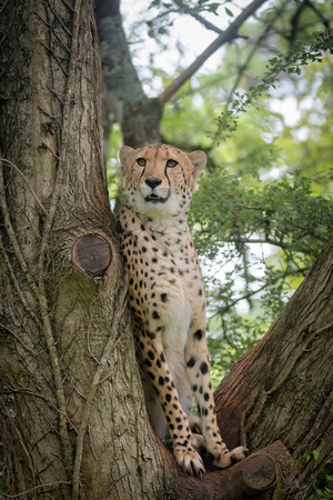 Cheetah on the lookout...