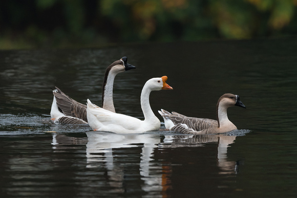 Swan geese (Anser cygnoides)