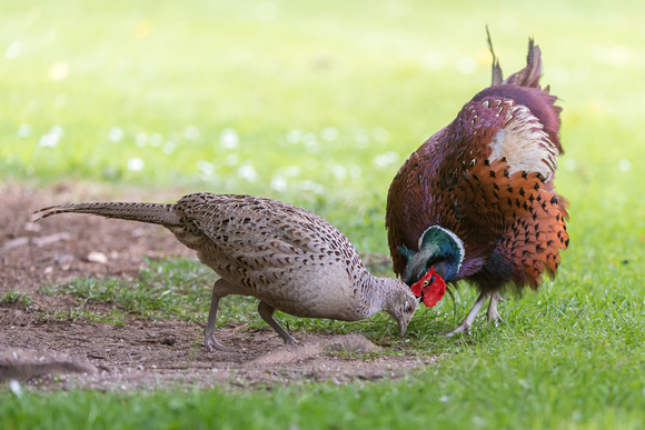 Mr & Mrs Common pheasant