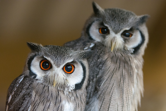 Southern white-faced owl (Ptilopsis granti)