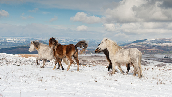 Welsh Mountain Ponies