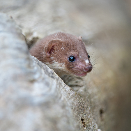 Least weasel (Mustela nivalis)