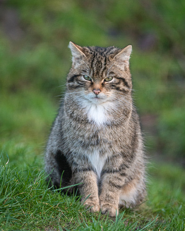 Scottish wildcat (Felis silvestris grampia)