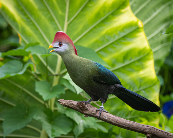 Red-crested turaco (Tauraco erythrolophus)
