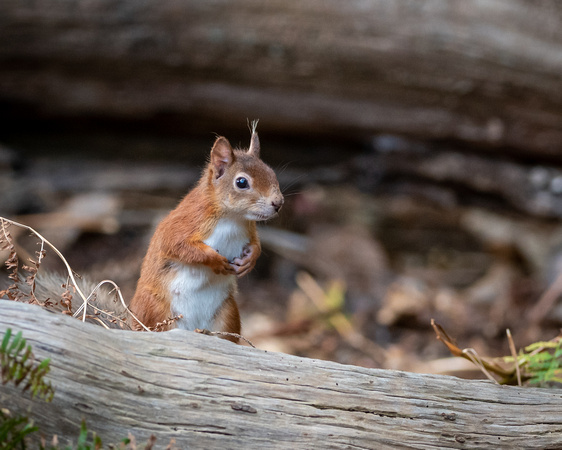 Red squirrel (Sciurus vulgaris)