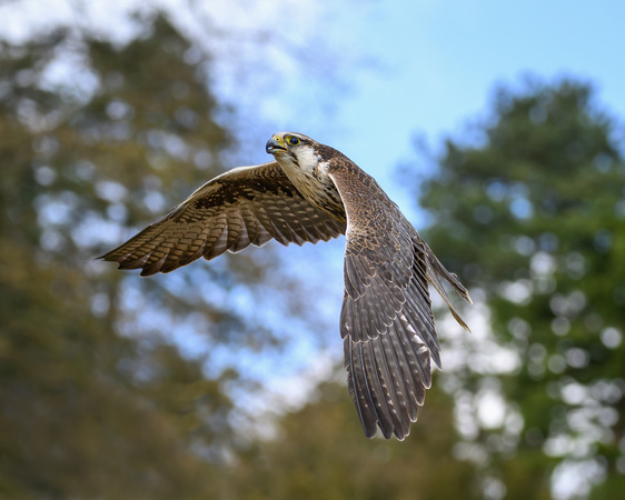 Luggar falcon (Falco jugger)