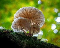 Porcelain Fungus (Oudemansiella mucida)
