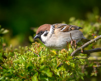 Tree sparrow (Passer montanus)