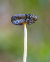 Magpie Inkcap (Coprinopsis picacea)