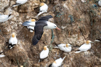 Black-browed albatross (Thalassarche melanophris)