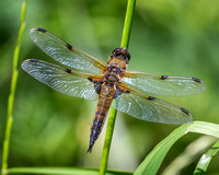 Four-spotted Chaser {Libellula quadrimaculata}