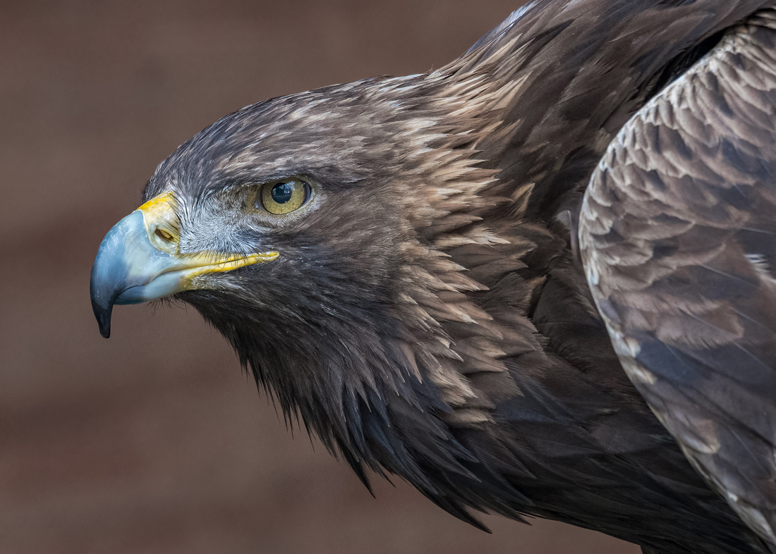 Golden eagle (Aquila chrysaetos)