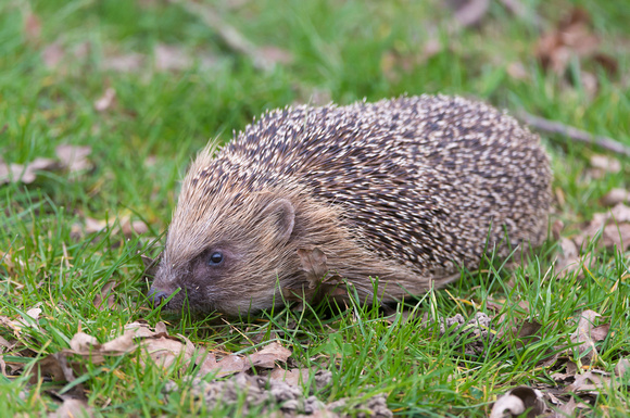 European hedgehog (Erinaceus europaeus)