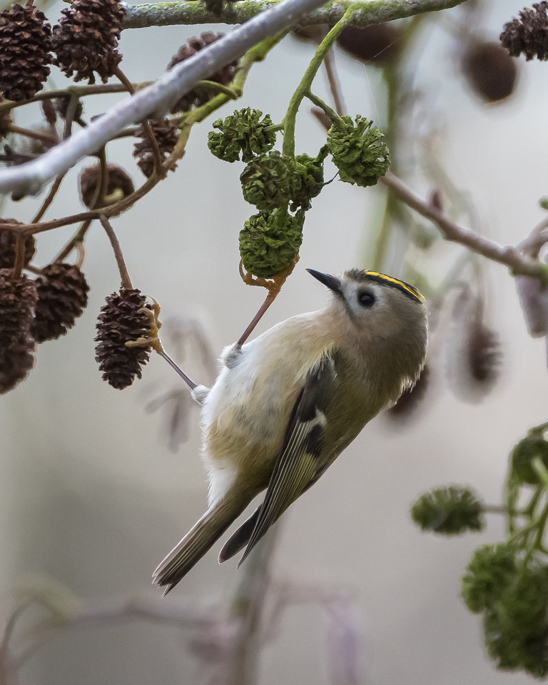 Goldcrest (Regulus regulus)