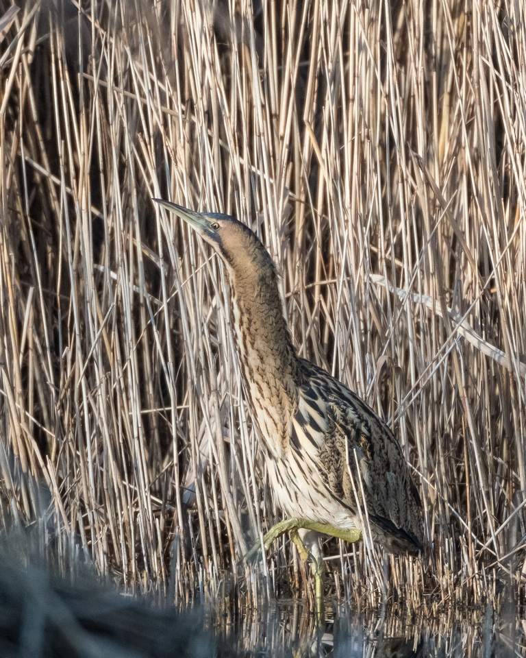 Great bittern (Botaurus stellaris)