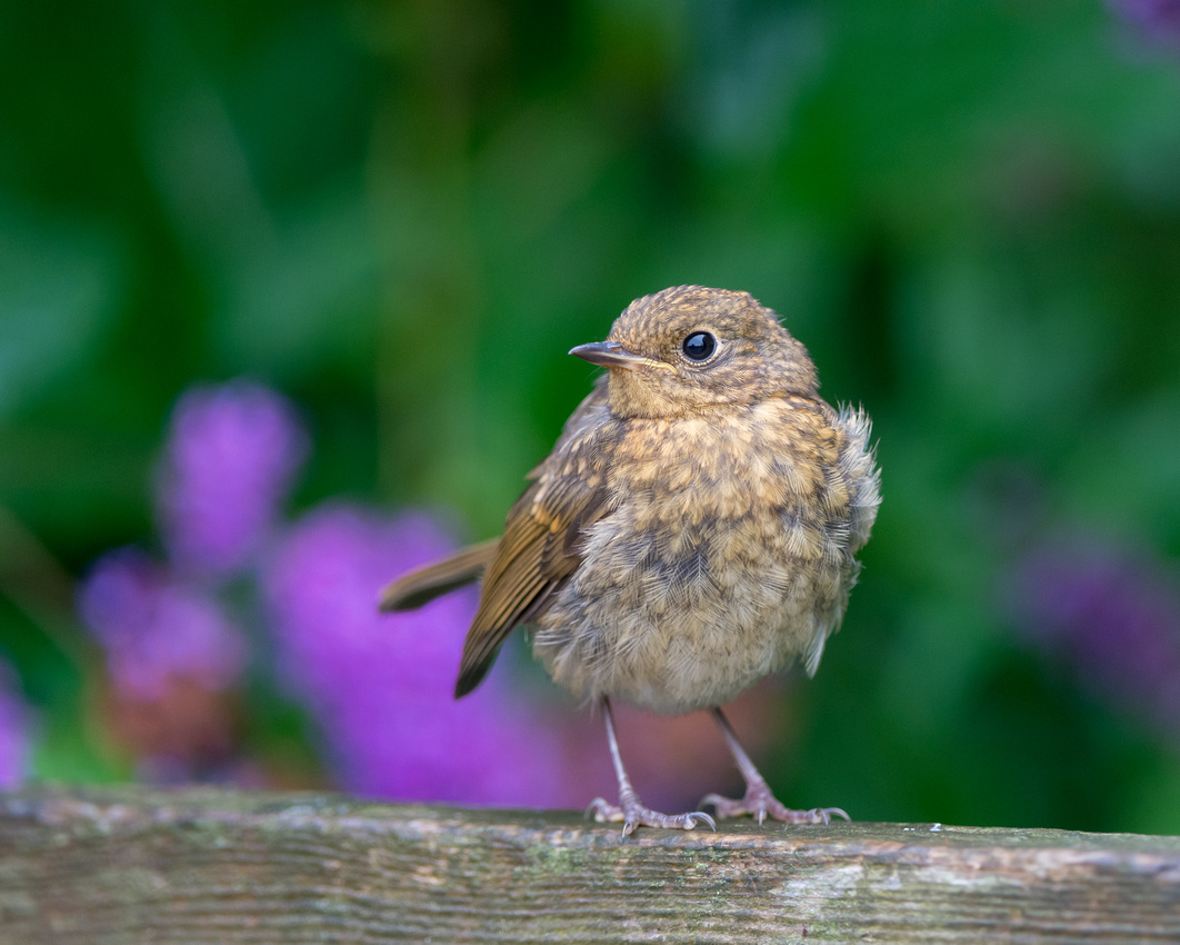 Juvenile robin (Erithacus rubecula)