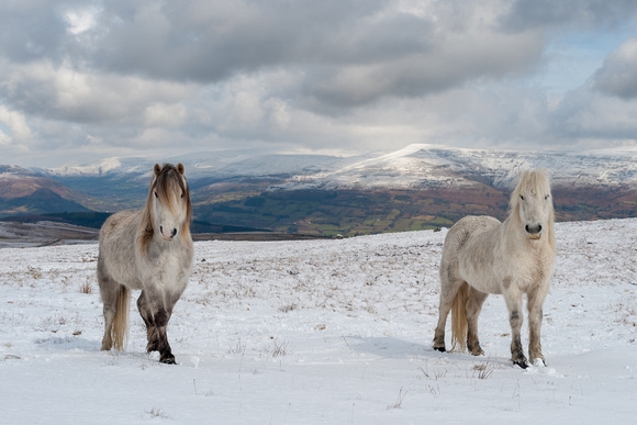 Welsh mountain ponies