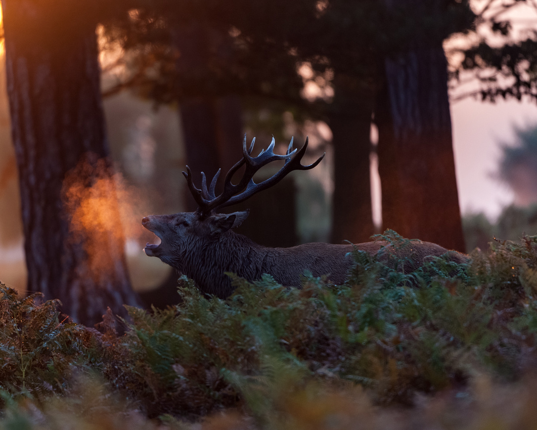 Red deer (Cervus elaphus)