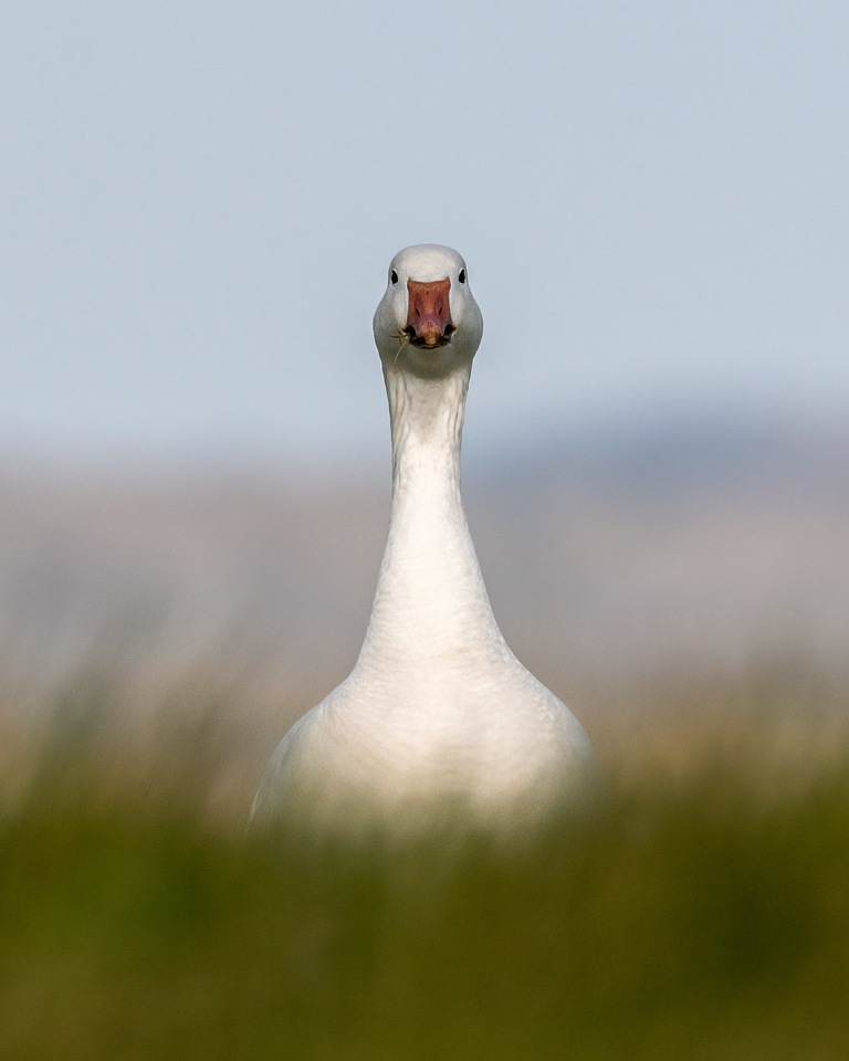 Snow goose (Anser caerulescens)
