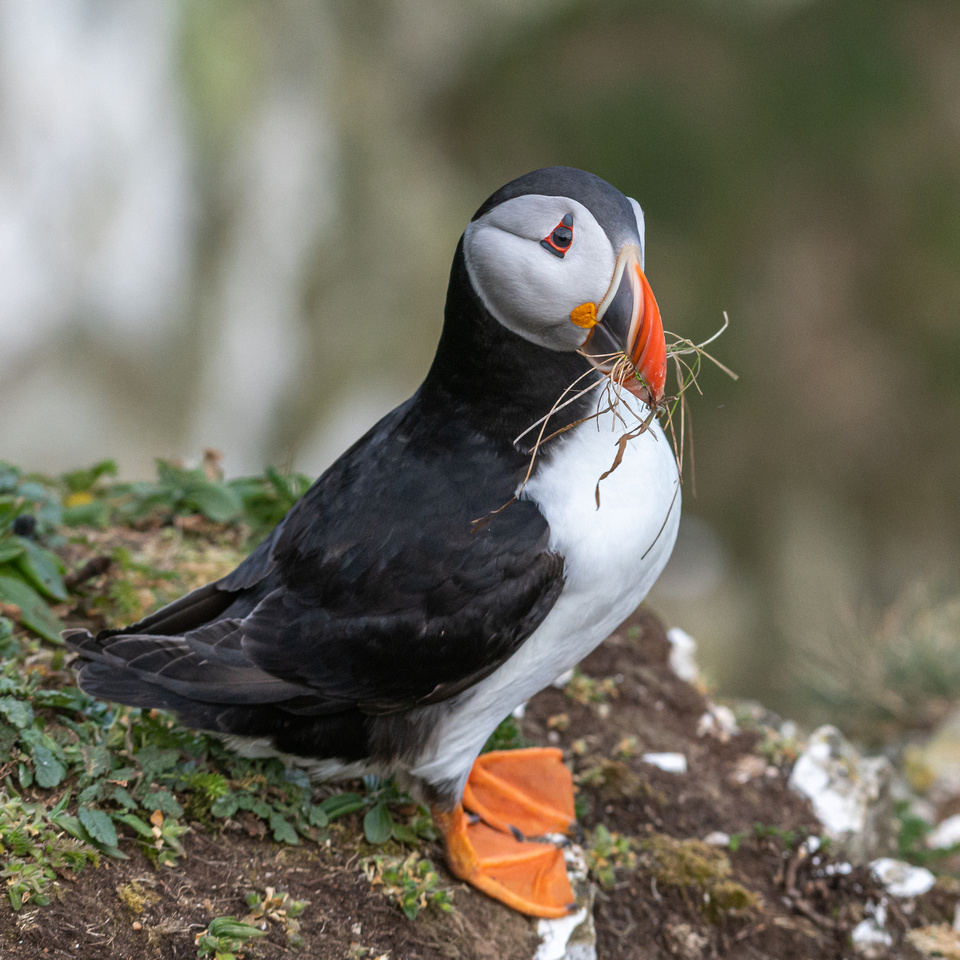 Atlantic puffin (Fratercula arctica)