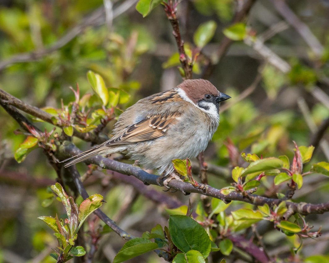 Tree sparrow (Passer montanus)