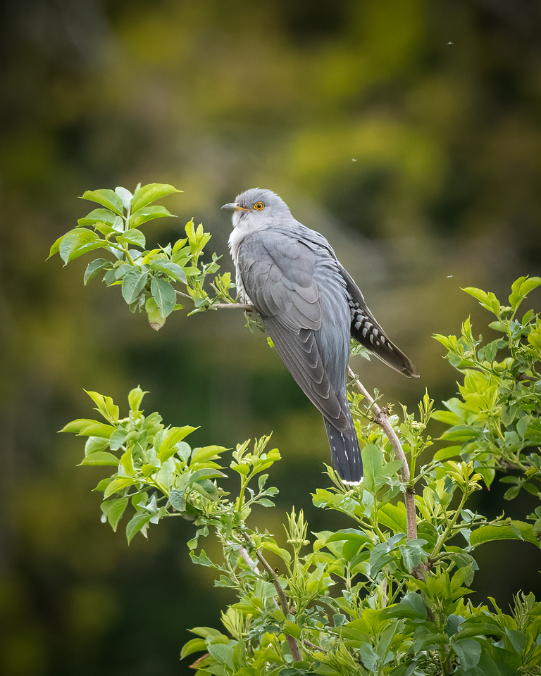 Common cuckoo (Cuculus canorus)