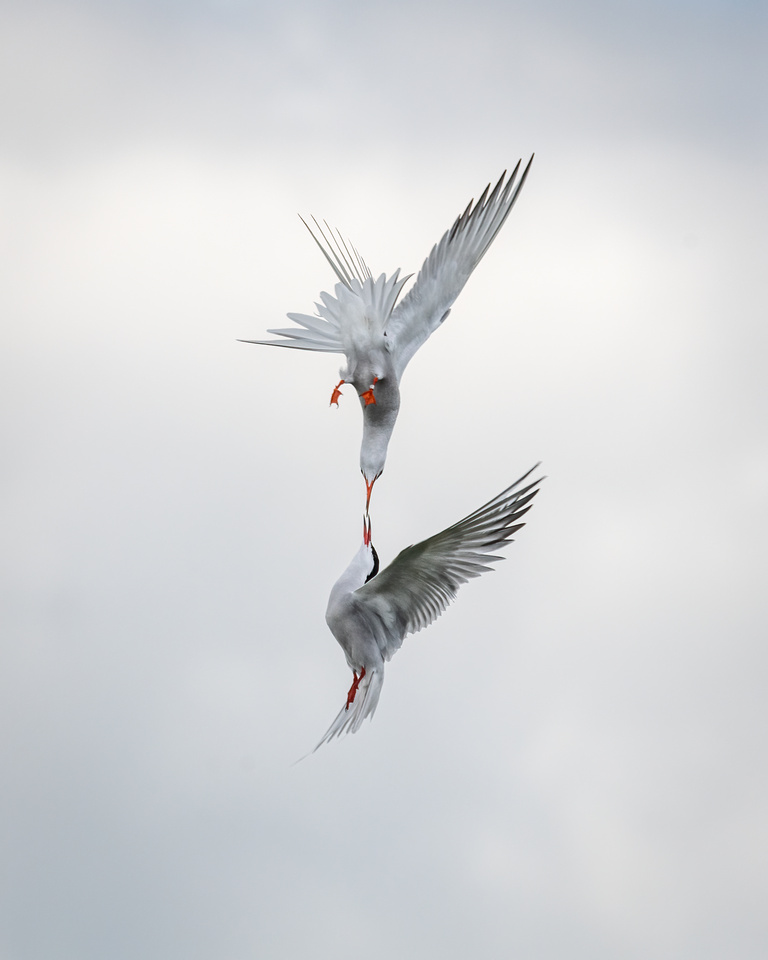 Common terns (Sterna hirundo)