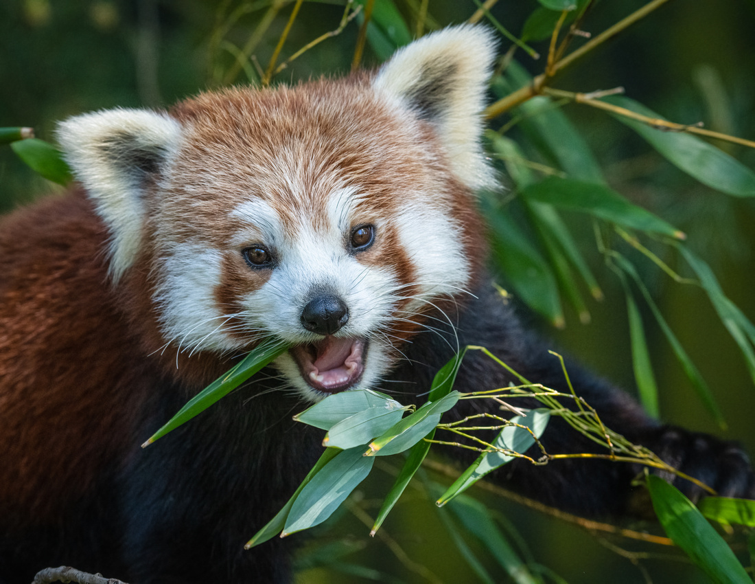 Red panda (Ailurus fulgens)