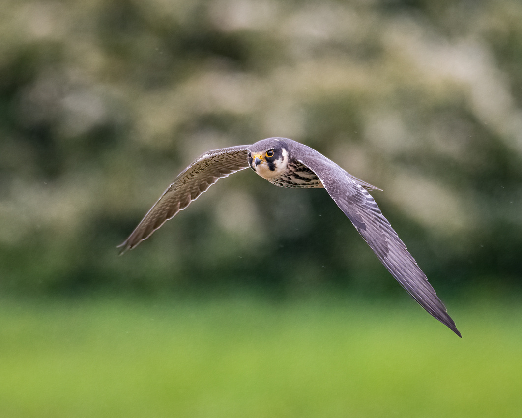 Hobby (Falco subbuteo)