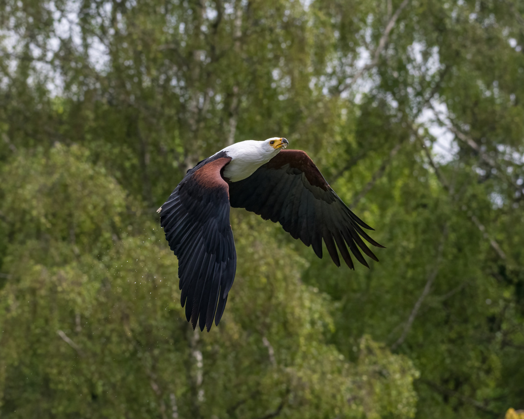 African fish eagle (Haliaeetus vocifer)