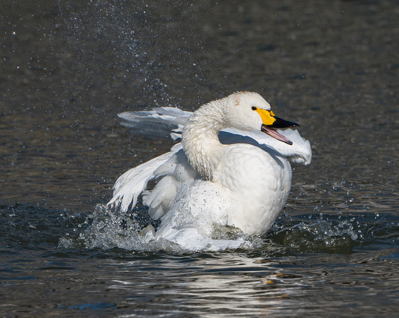 Bewick's swan (Cygnus bewickii)