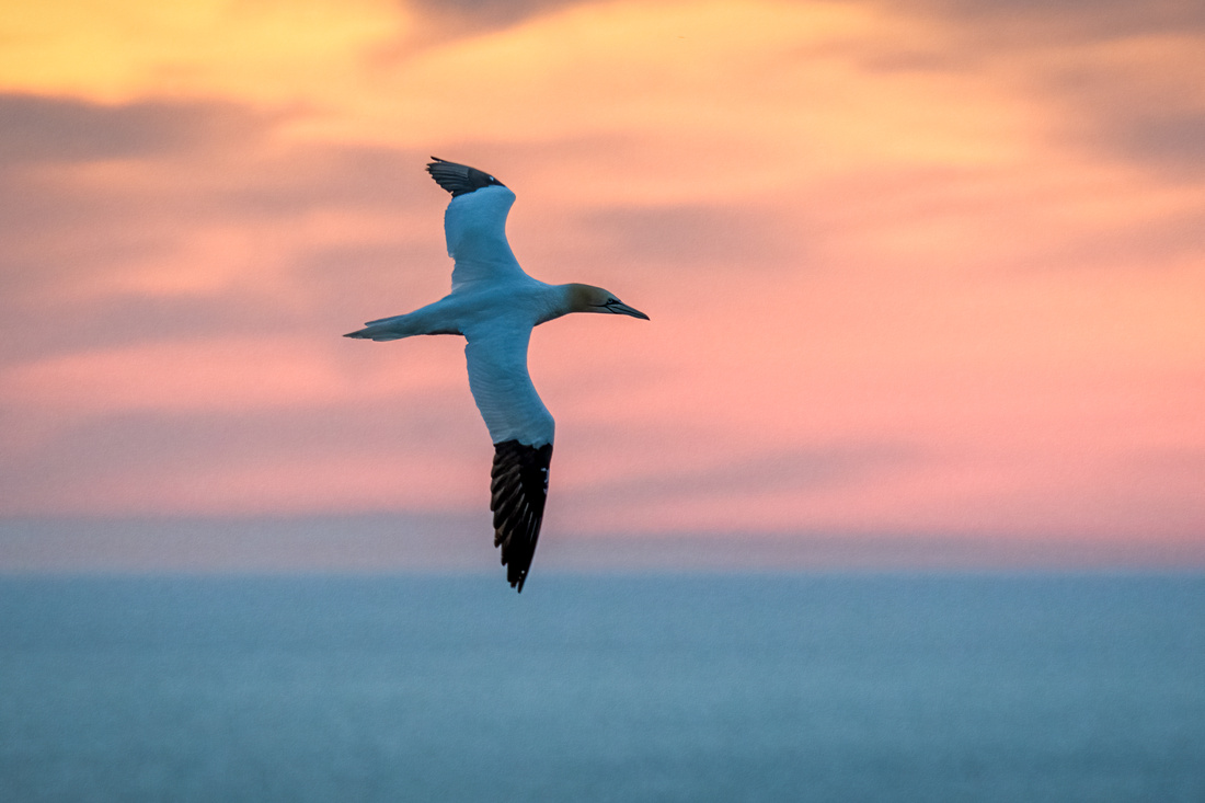 Northern gannet (Morus bassanus)