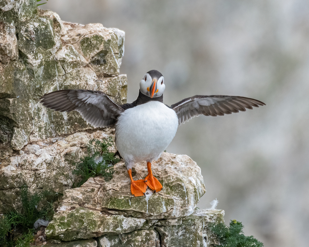 Atlantic puffin (Fratercula arctica)