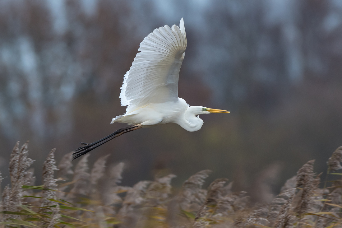 Great egret (Ardea alba)