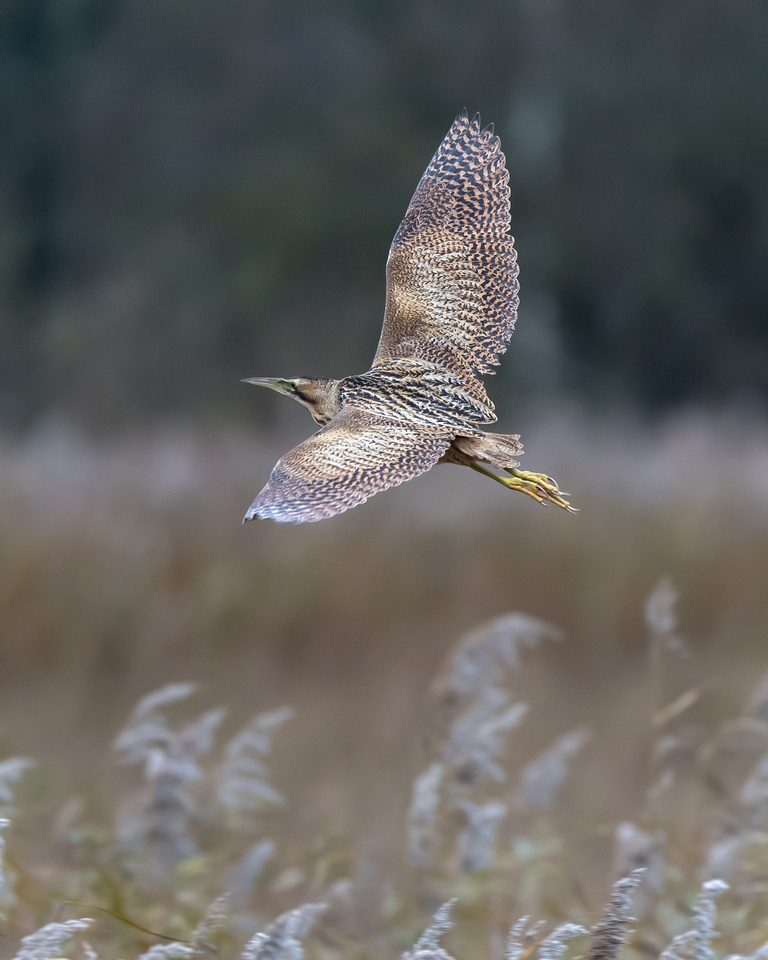 Great bittern (Botaurus stellaris)