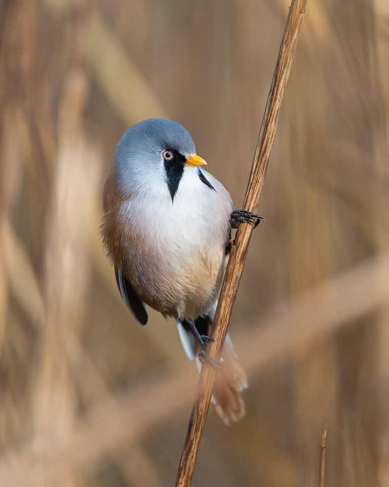 Bearded reedling (Panurus biarmicus)