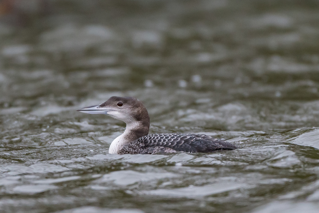 Great northern diver (Gavia immer)