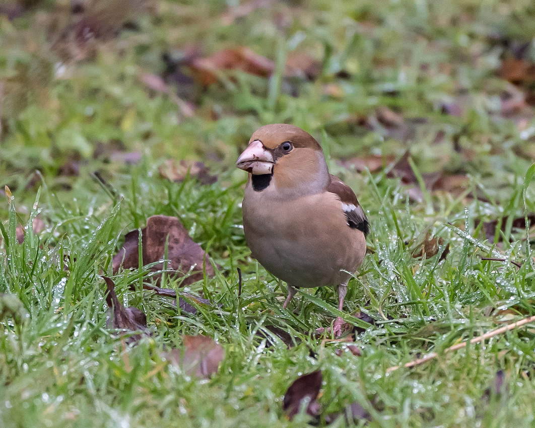 Hawfinch (Coccothraustes coccothraustes)