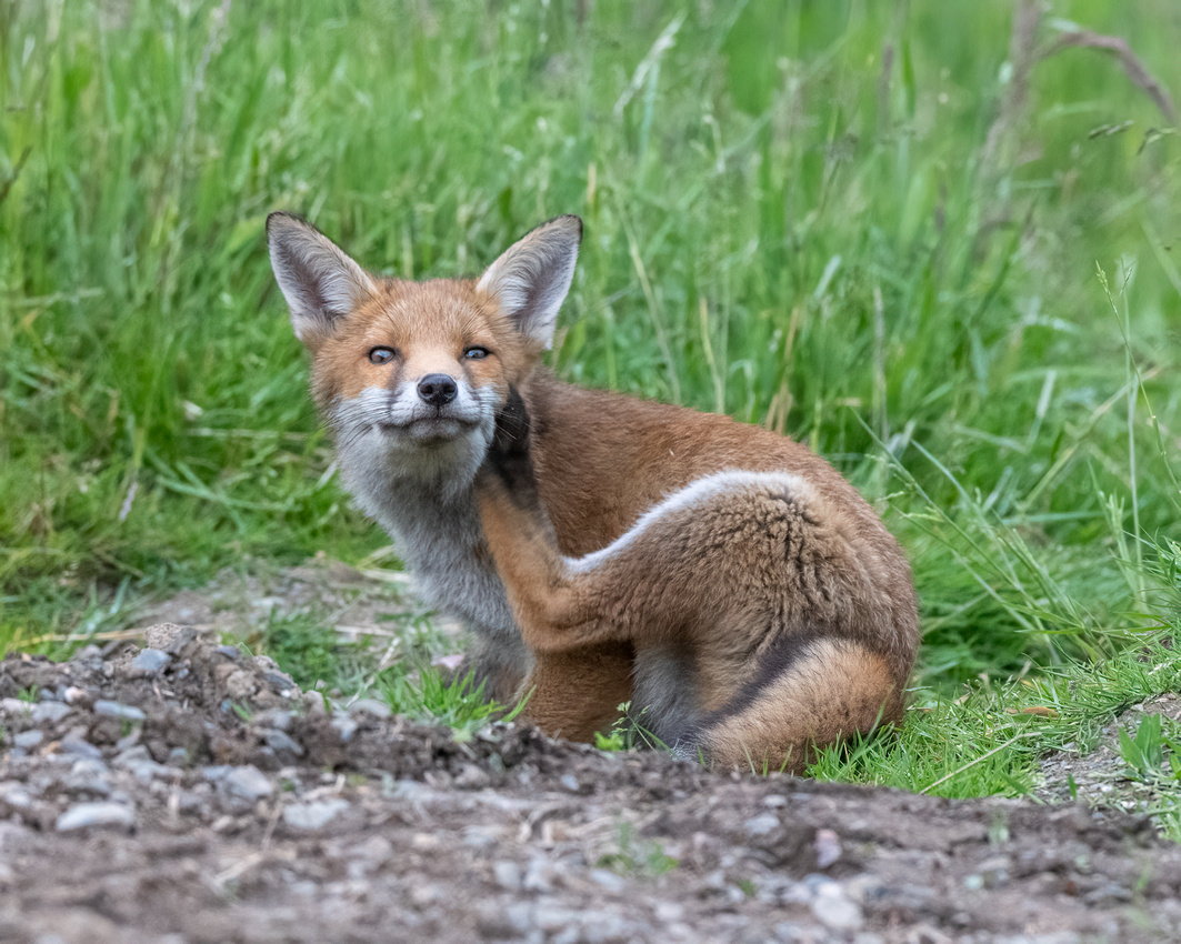 Red fox (Vulpes vulpes)