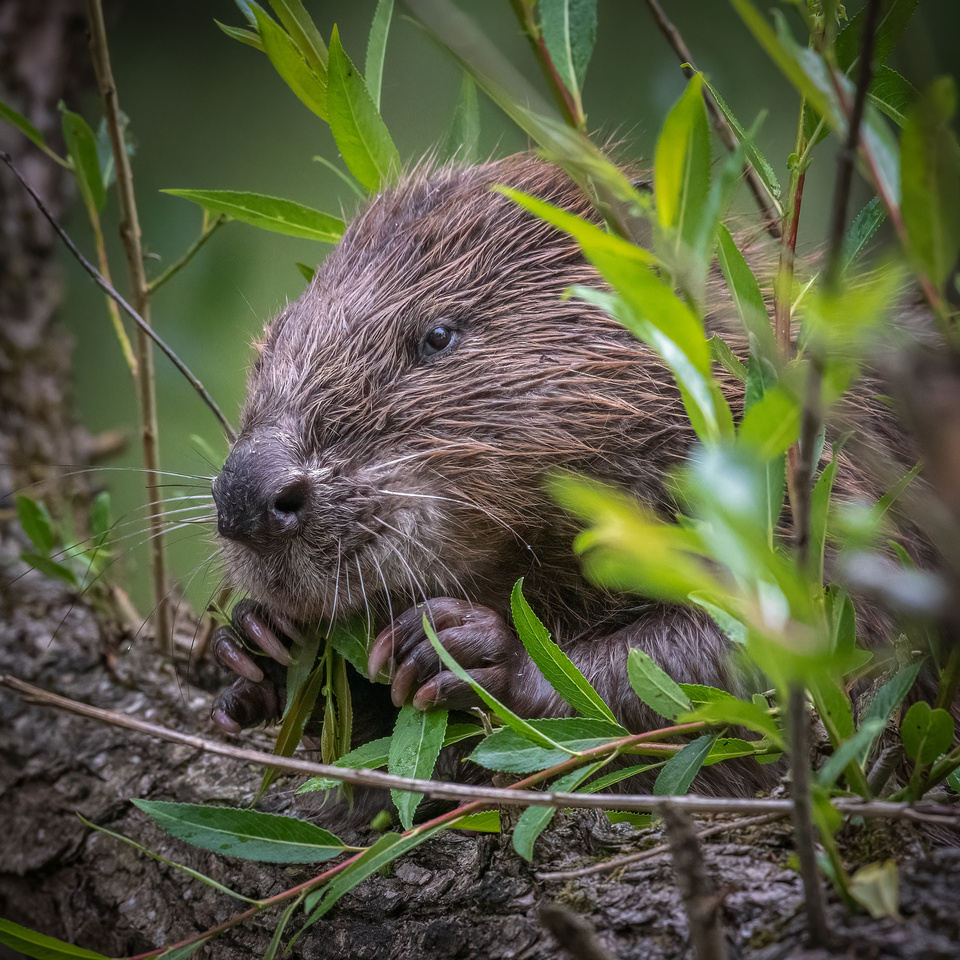 European beaver (Castor fiber)