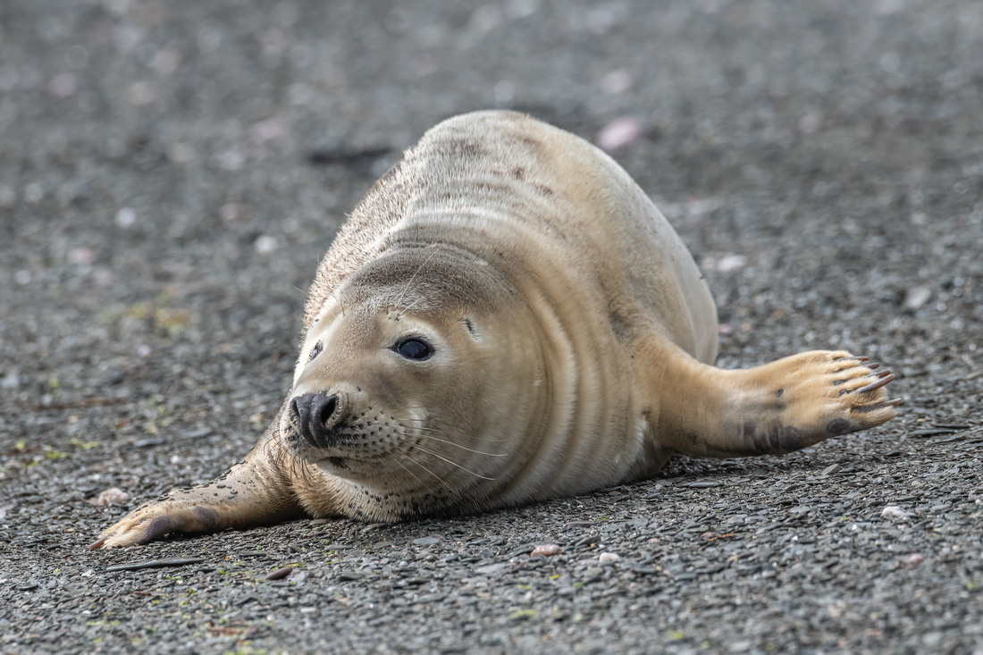 Grey seal (Halichoerus grypus)