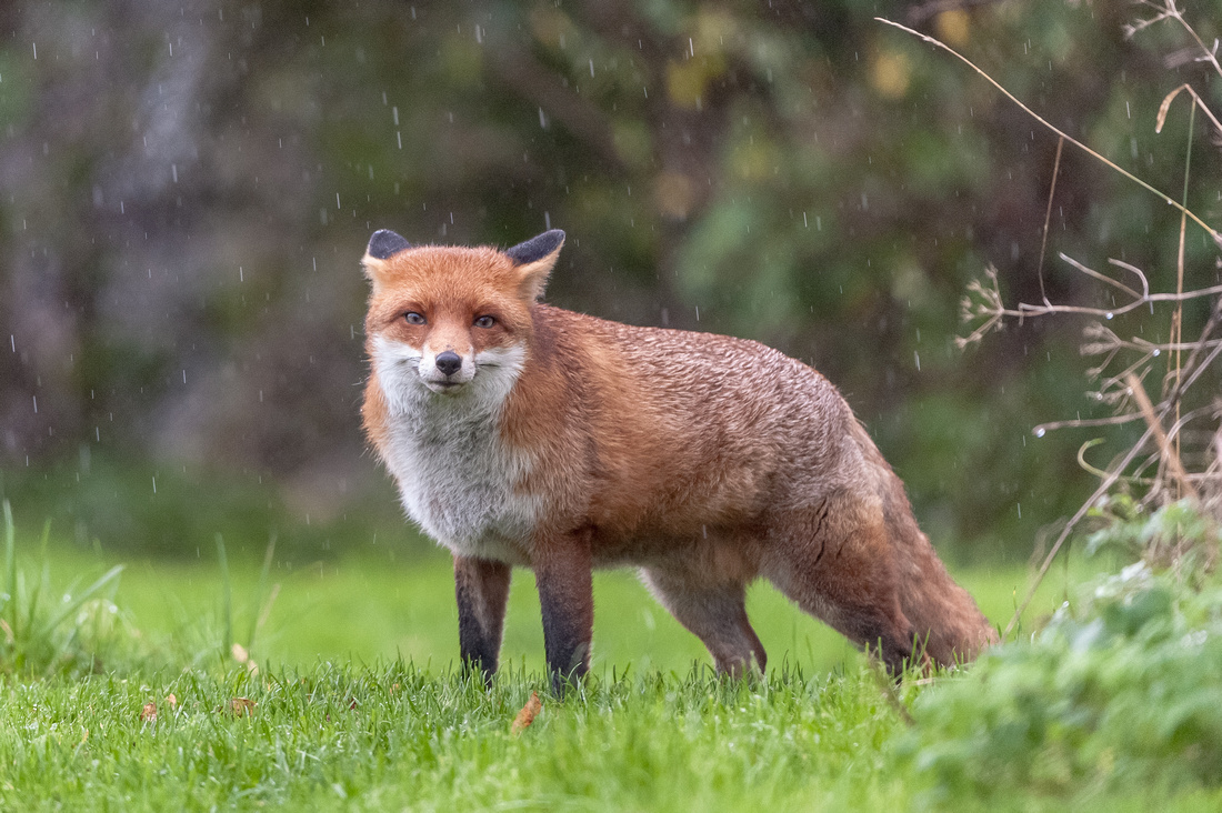 Red fox (Vulpes vulpes)