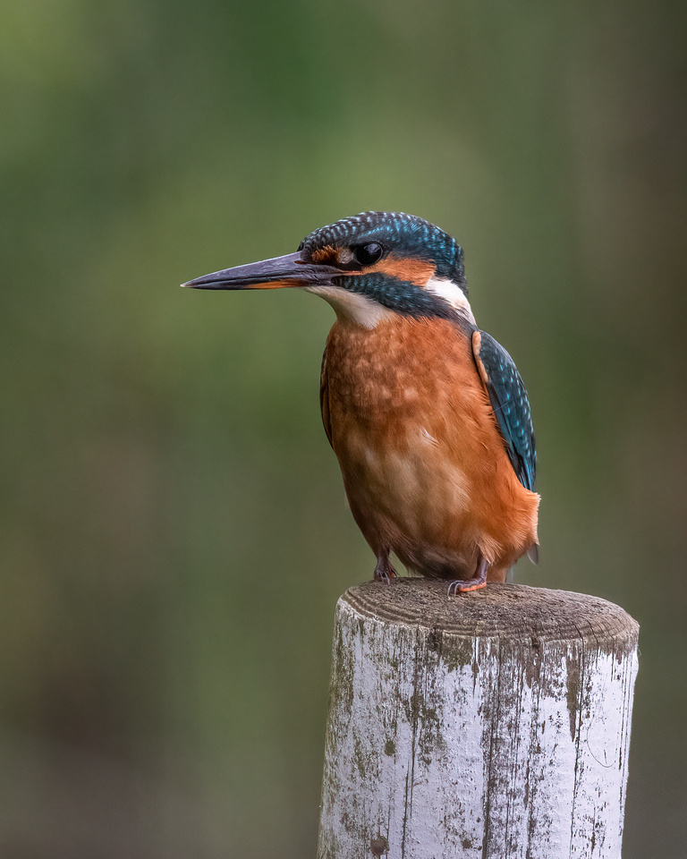 Common kingfisher (Alcedo atthis)