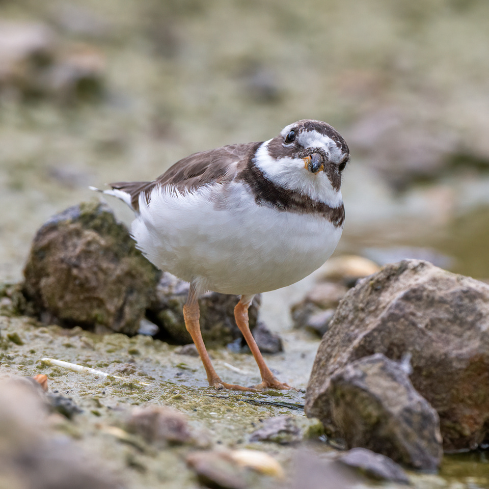 Ringed plover (Charadrius hiaticula)