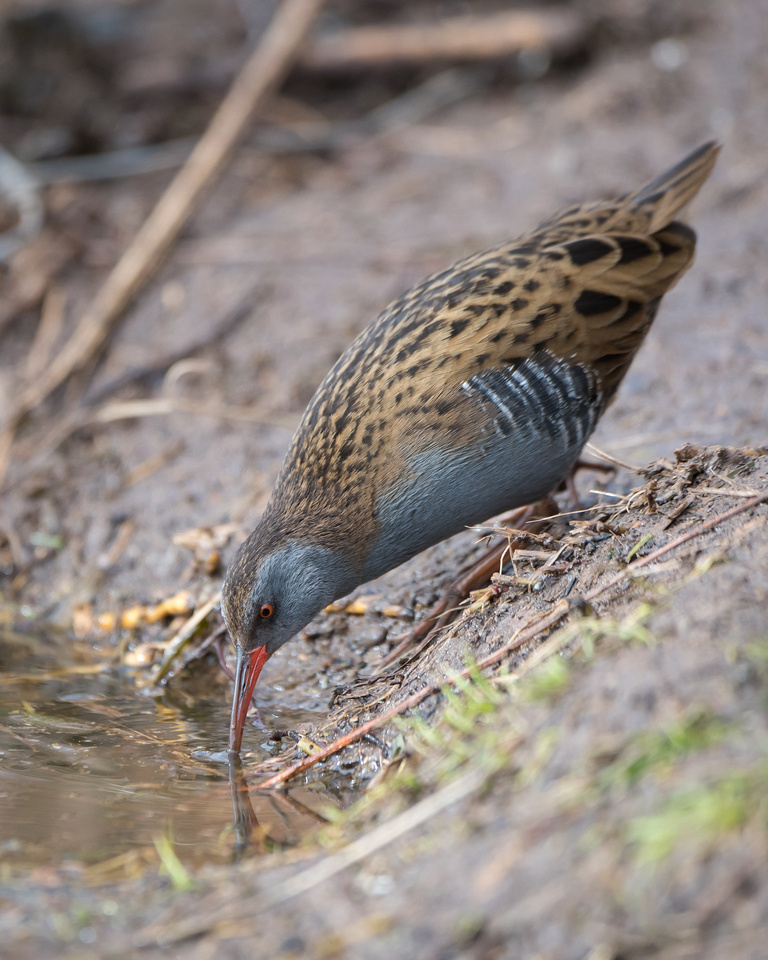 Water rail (Rallus aquaticus)