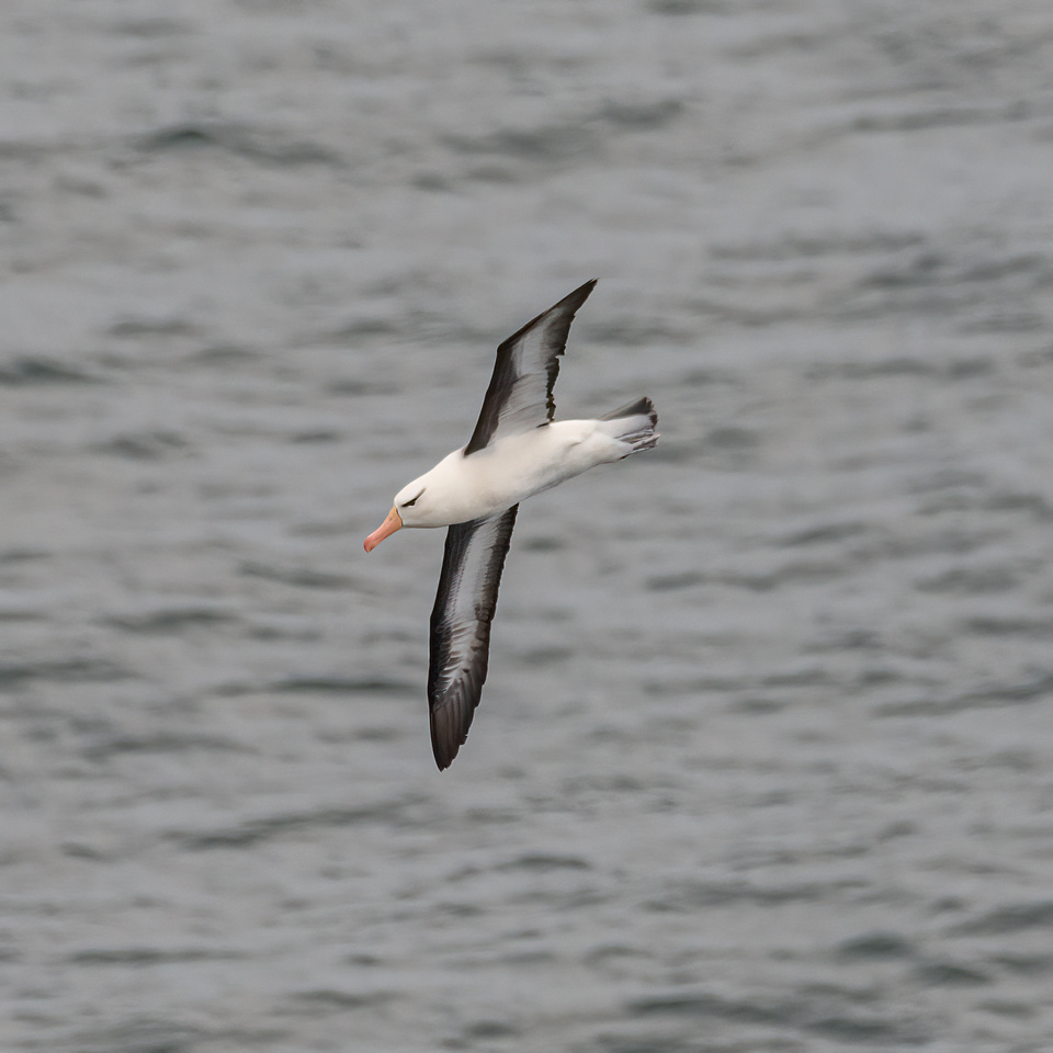 Black-browed albatross (Thalassarche melanophris)