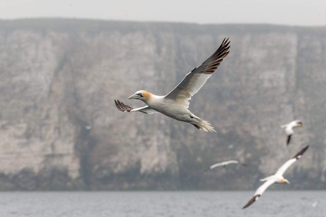 Northern gannet (Morus bassanus)